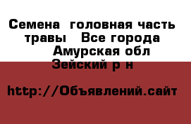 Семена (головная часть))) травы - Все города  »    . Амурская обл.,Зейский р-н